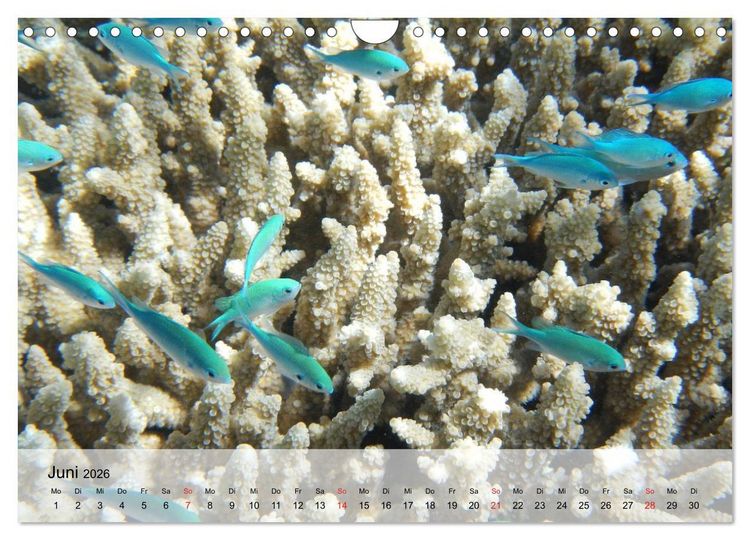 Produktbild: In der Meerestiefe. Fische und Korallen im ewigen Blau (Wandkalender 2026 DIN A4 quer), CALVENDO Monatskalender