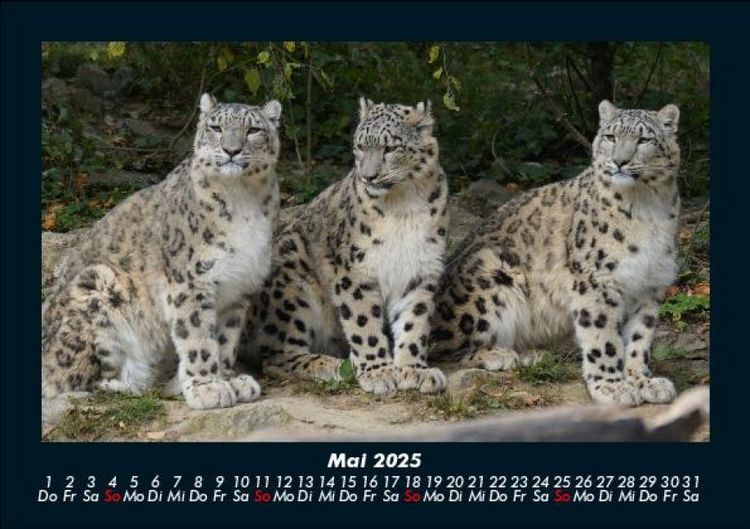 Produktbild: Welt der Tiere 2025 Fotokalender DIN A5