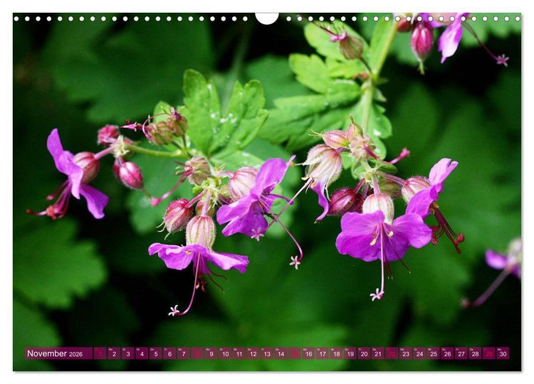 Produktbild: Beschwingte Blumenwelt (Wandkalender 2026 DIN A3 quer), CALVENDO Monatskalender