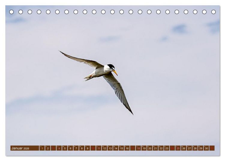 Produktbild: Die Vogelwelt der Camargue (Tischkalender 2026 DIN A5 quer), CALVENDO Monatskalender