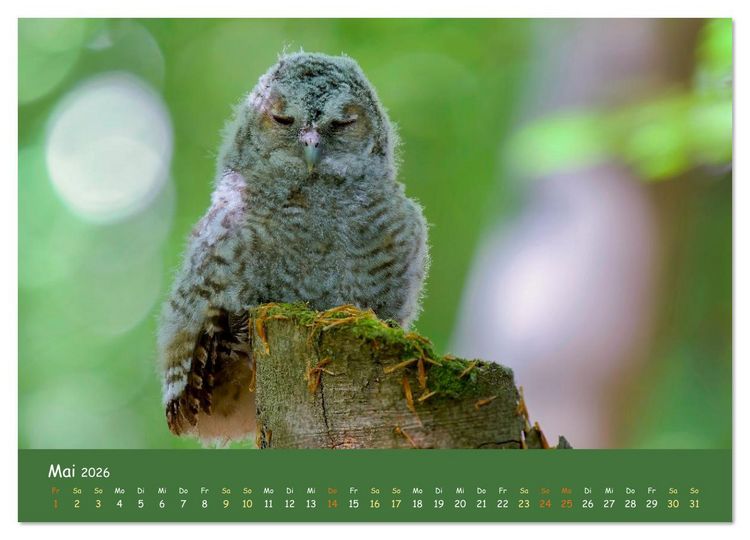 Produktbild: geliebte Waldgeister (Wandkalender 2026 DIN A2 quer), CALVENDO Monatskalender