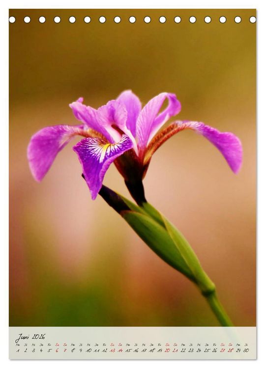 Produktbild: Florale Meisterwerke der Natur (Tischkalender 2026 DIN A5 hoch), CALVENDO Monatskalender