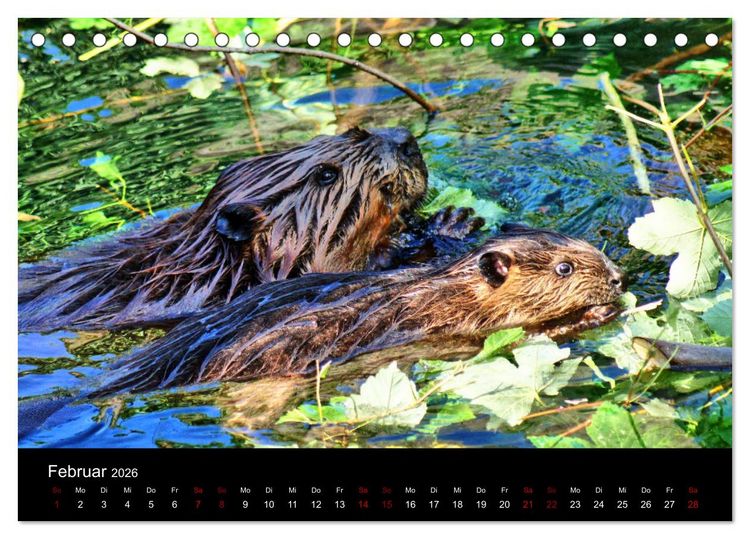 Produktbild: Das Leben der Biber (Tischkalender 2026 DIN A5 quer), CALVENDO Monatskalender