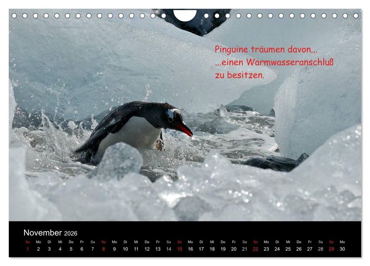 Produktbild: Wovon Pinguine tr&auml;umen (Wandkalender 2026 DIN A4 quer), CALVENDO Monatskalender