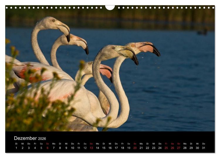Produktbild: Flamingos der Camargue 2026 (Wandkalender 2026 DIN A3 quer), CALVENDO Monatskalender