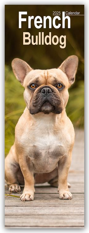 Produktbild: French Bulldog 2025
