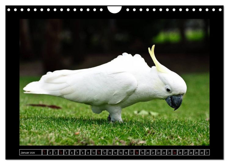 Produktbild: Australia Wildlife (Wandkalender 2026 DIN A4 quer), CALVENDO Monatskalender