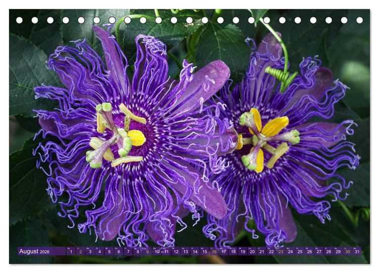 Produktbild: Flower Power - Zauberhafte K&uuml;belpflanzen (Tischkalender 2026 DIN A5 quer), CALVENDO Monatskalender