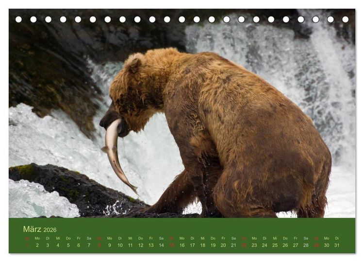 Produktbild: Der B&auml;renkalender 2026 CH-Version (Tischkalender 2026 DIN A5 quer), CALVENDO Monatskalender