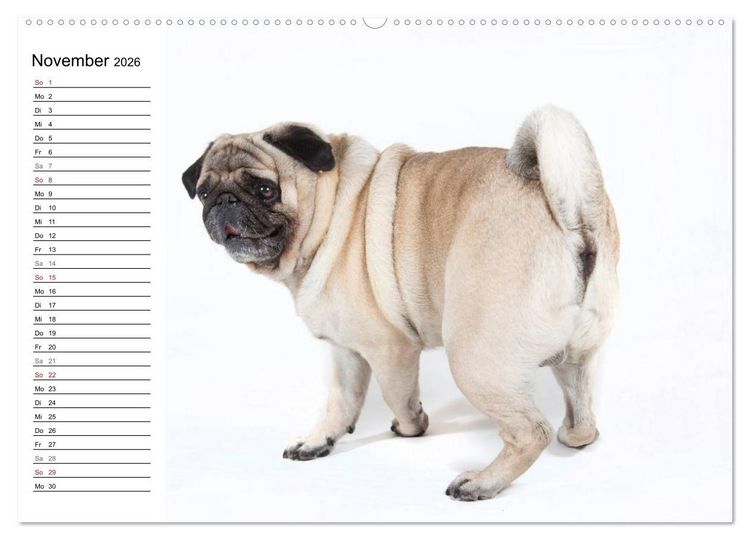 Produktbild: Mops - unwiderstehlich und charmant (hochwertiger Premium Wandkalender 2026 DIN A2 quer), Kunstdruck in Hochglanz