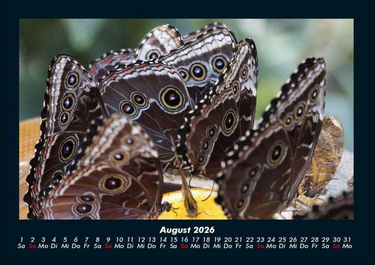 Produktbild: Bunte Pracht der Schmetterlinge 2026 Fotokalender DIN A4