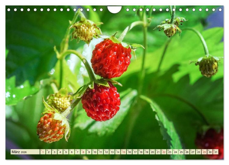 Produktbild: Essbare Wildfr&uuml;chte. Aromatische K&ouml;stlichkeiten aus der Natur (Wandkalender 2026 DIN A4 quer), CALVENDO Monatskalender