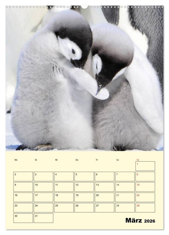 Produktbild: Pinguine. Wackeln im Thermo-Frack (hochwertiger Premium Wandkalender 2026 DIN A2 hoch), Kunstdruck in Hochglanz