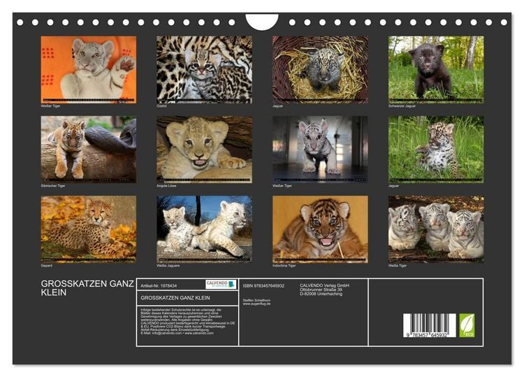 Produktbild: GROSSKATZEN GANZ KLEIN (Wandkalender 2026 DIN A4 quer), CALVENDO Monatskalender