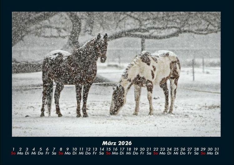 Produktbild: Die Welt der Pferde 2026 Fotokalender DIN A4