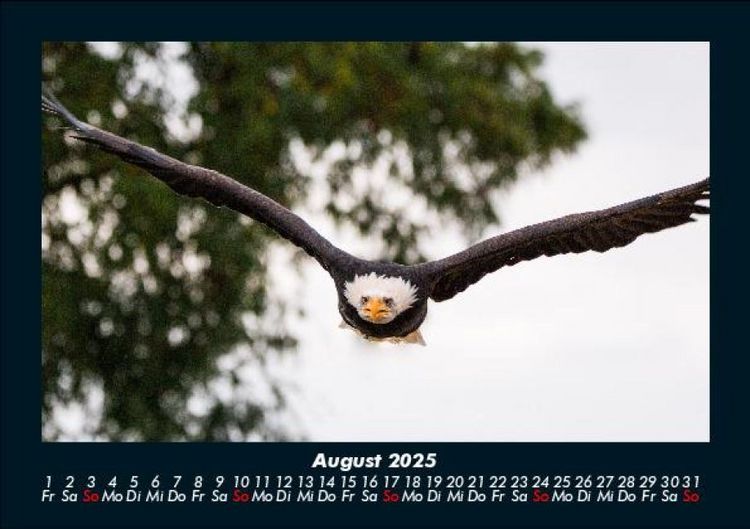 Produktbild: Adler 2025 Fotokalender DIN A5