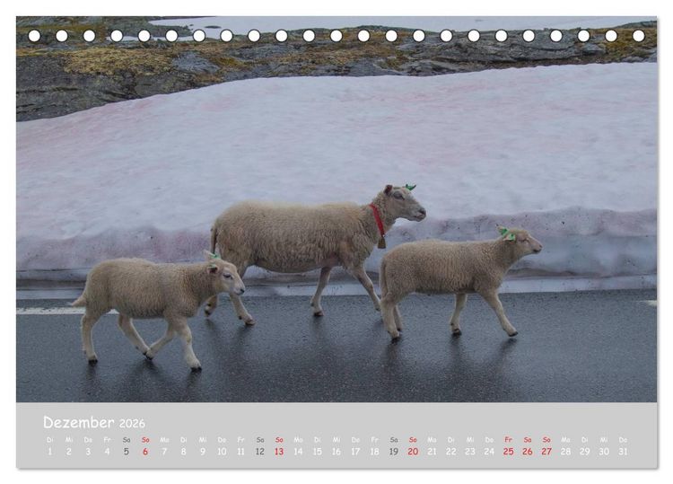 Produktbild: Ganz sch&ouml;n Schaf (Tischkalender 2026 DIN A5 quer), CALVENDO Monatskalender