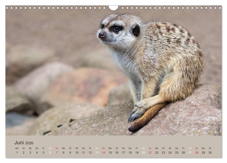 Produktbild: Quirlige Erdm&auml;nnchen (Wandkalender 2026 DIN A3 quer), CALVENDO Monatskalender