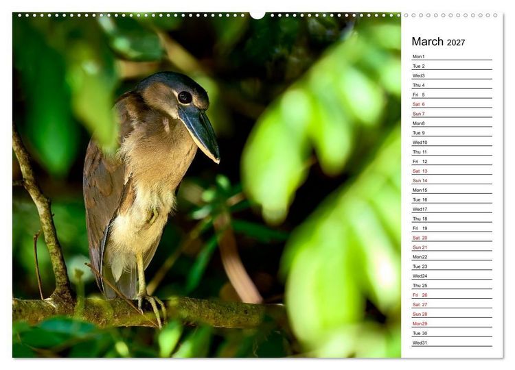 Produktbild: Feel the Wild &ndash; Costa Rica (Wall Calendar 2027 DIN A2 landscape), CALVENDO 12 Month Wall Calendar