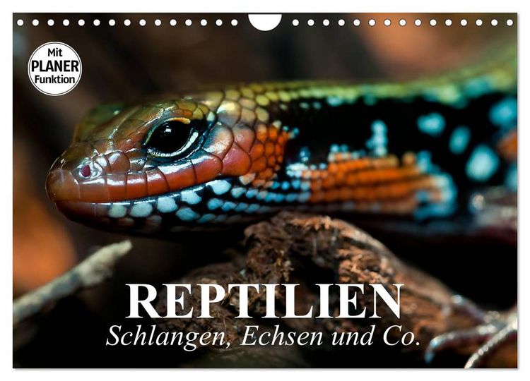 Produktbild: Reptilien. Schlangen, Echsen und Co. (Wandkalender 2026 DIN A4 quer), CALVENDO Monatskalender