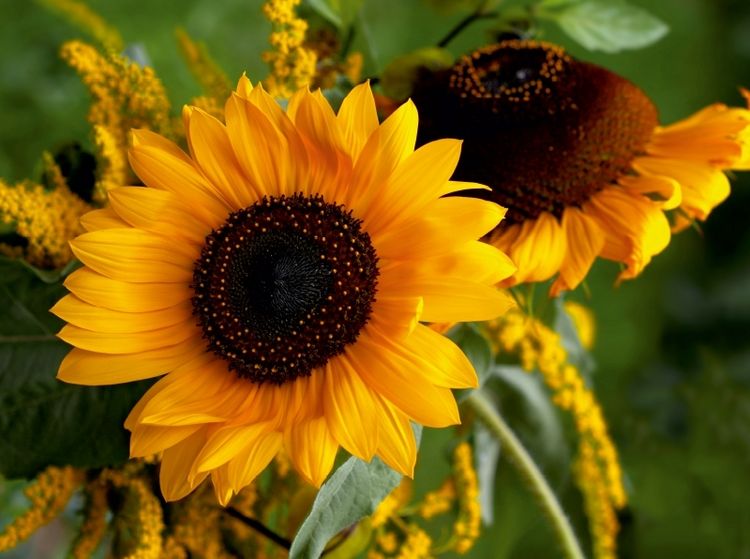 Produktbild: Sonnenblumen (Puzzle)