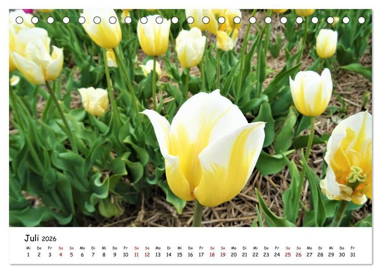 Produktbild: Tulpenbl&uuml;te in Flevoland 2026 (Tischkalender 2026 DIN A5 quer), CALVENDO Monatskalender