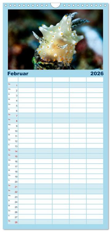 Produktbild: Familienplaner 2026 - Nudis &ndash; Die bunte Welt der Nacktschnecken mit 5 Spalten (Wandkalender, 21 x 45 cm) CALVENDO