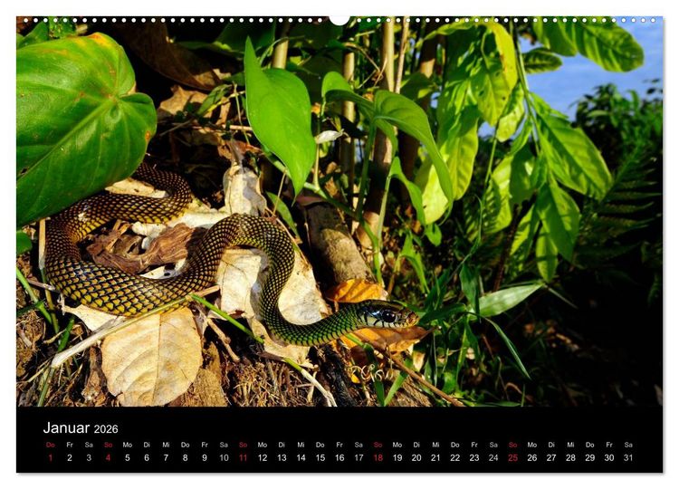 Produktbild: Schlangen (hochwertiger Premium Wandkalender 2026 DIN A2 quer), Kunstdruck in Hochglanz
