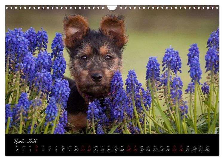 Produktbild: Australian Terrier Welpen (Wandkalender 2026 DIN A3 quer), CALVENDO Monatskalender