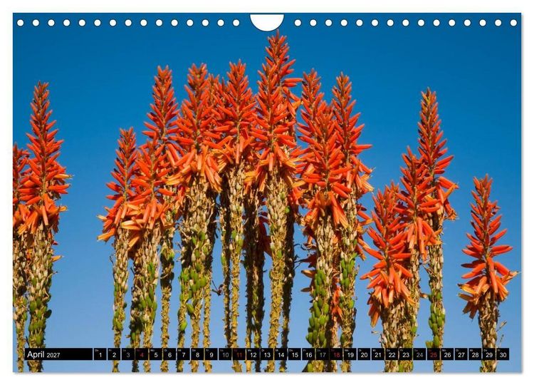 Produktbild: Namib Naukluft Nationalpark. NAMIBIA 2027 (Wandkalender 2027 DIN A4 quer), CALVENDO Monatskalender