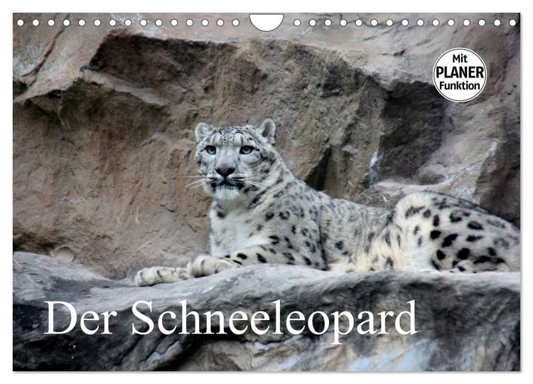Produktbild: Der Schneeleopard (Wandkalender 2026 DIN A4 quer), CALVENDO Monatskalender