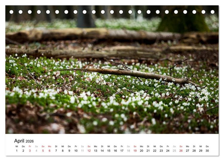 Produktbild: R&uuml;gen (Tischkalender 2026 DIN A5 quer), CALVENDO Monatskalender