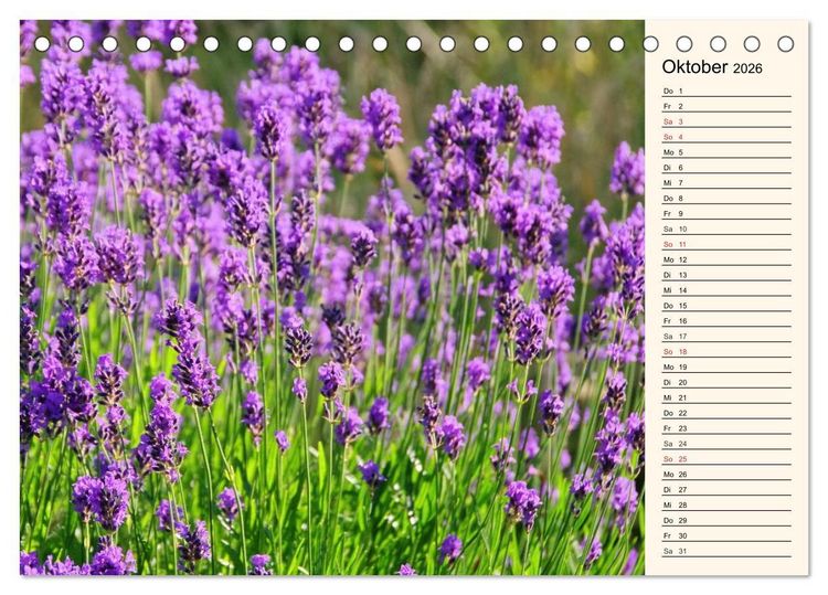 Produktbild: Lavendel (Tischkalender 2026 DIN A5 quer), CALVENDO Monatskalender