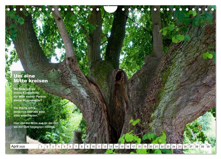 Produktbild: Stehen wie ein Baum (Wandkalender 2026 DIN A4 quer), CALVENDO Monatskalender