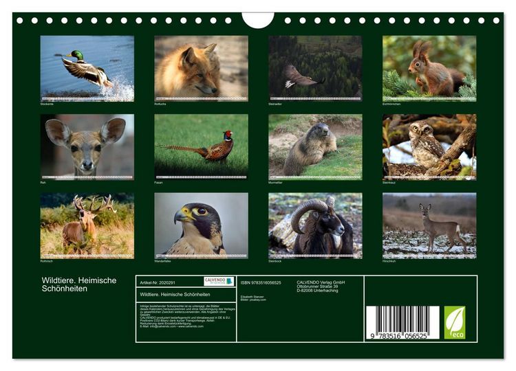 Produktbild: Wildtiere. Heimische Sch&ouml;nheiten (Wandkalender 2026 DIN A4 quer), CALVENDO Monatskalender