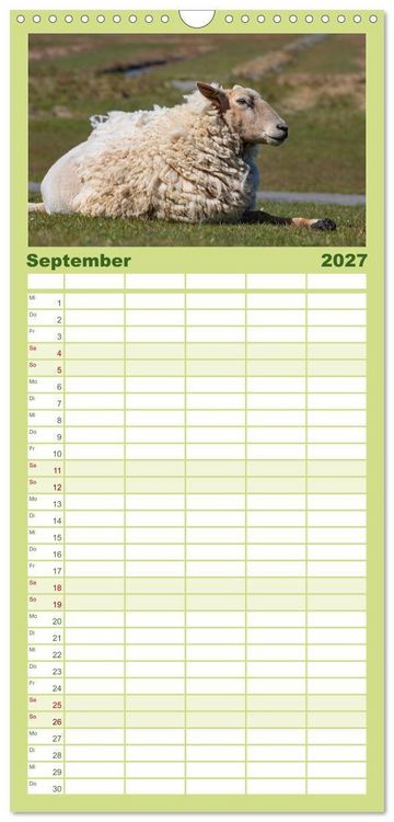 Produktbild: Familienplaner 2027 - Deichschafe - H&uuml;ter der Deiche in Nordfriesland mit 5 Spalten (Wandkalender, 21 x 45 cm) CALVENDO