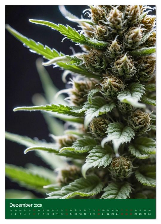 Produktbild: Grow your Year - Der Cannabis Kalender f&uuml;r Fans und Grower (Tischkalender 2026 DIN A5 hoch), CALVENDO Monatskalender