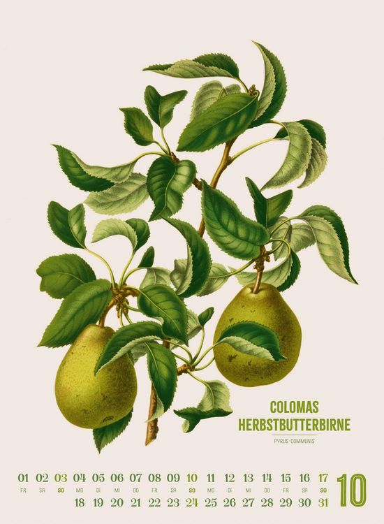 Produktbild: Obstgarten Kalender 2027 | Apfel, Birne, Pflaume & Co.