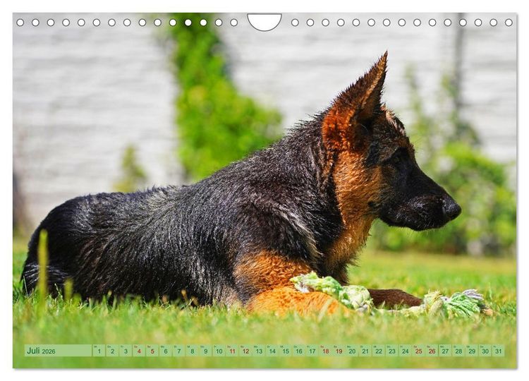 Produktbild: Faszination Sch&auml;ferhundwelpe (Wandkalender 2026 DIN A4 quer), CALVENDO Monatskalender