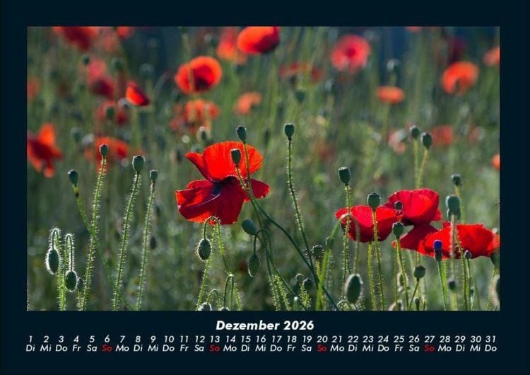Produktbild: Blumenzauber 2026 Fotokalender DIN A4