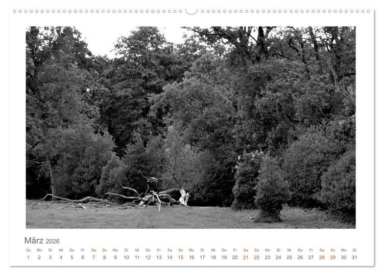 Produktbild: Quo Vadis? W&auml;lder und Wege in der R&ouml;hn, L&uuml;neburger Heide und der Mecklenburgischen Seenplatte (Wandkalender 2026 DIN A2 quer), CALVENDO Monatskalender