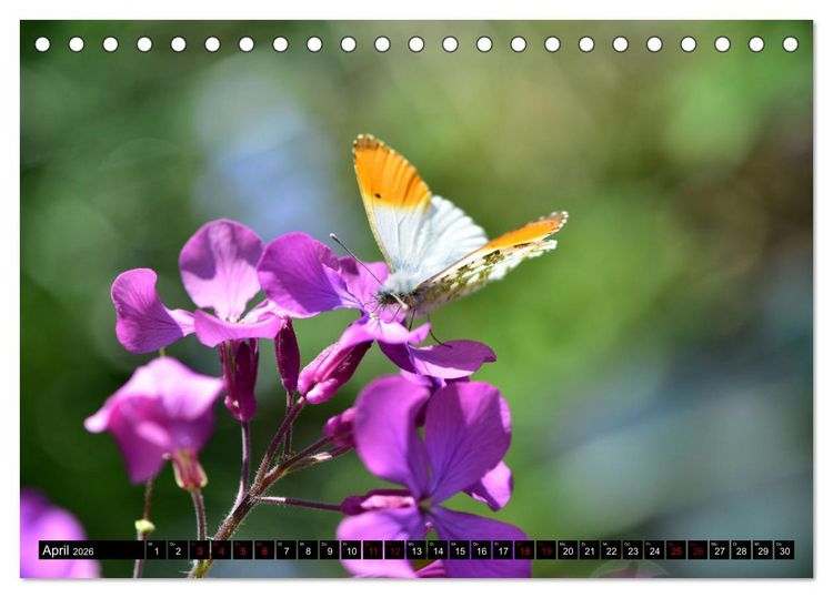 Produktbild: Insekten-Sommer (Tischkalender 2026 DIN A5 quer), CALVENDO Monatskalender