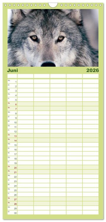 Produktbild: Familienplaner 2026 - W&ouml;lfe. Verwegene Anmut mit 5 Spalten (Wandkalender, 21 x 45 cm) CALVENDO