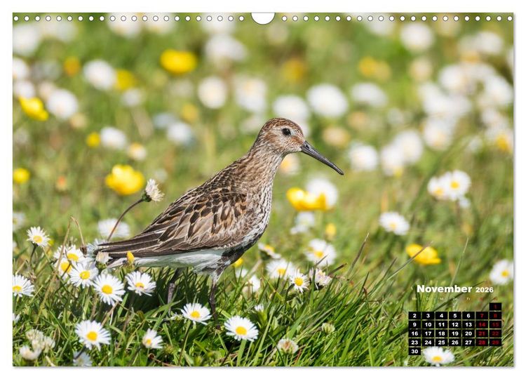 Produktbild: Die Vogelwelt der &Auml;u&szlig;eren Hebriden (Wandkalender 2026 DIN A3 quer), CALVENDO Monatskalender