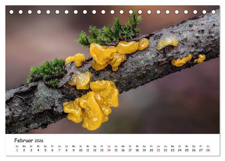 Produktbild: Pilzgalerie - Die bunte Welt der Baumpilze (Tischkalender 2026 DIN A5 quer), CALVENDO Monatskalender