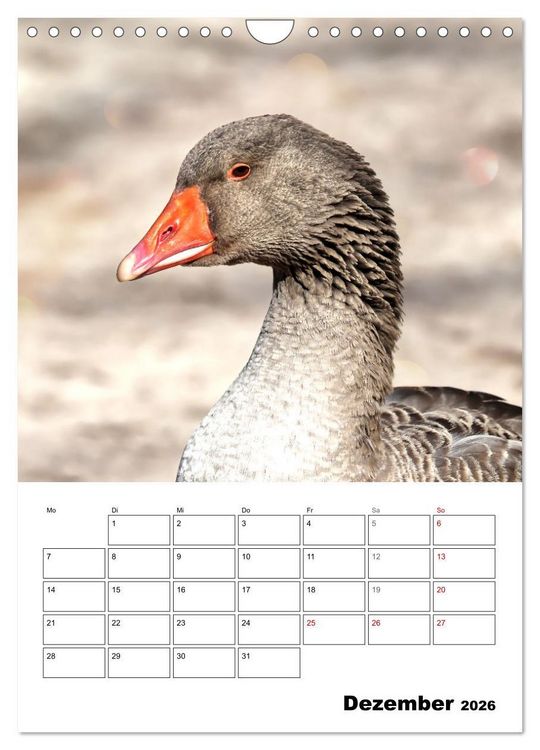 Produktbild: G&auml;nse, geliebte Wasserv&ouml;gel (Wandkalender 2026 DIN A4 hoch), CALVENDO Monatskalender