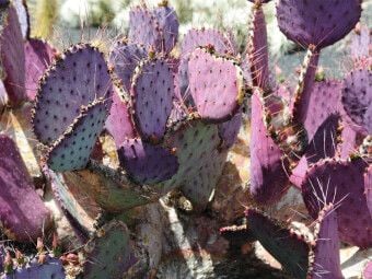 Produktbild: CALVENDO Puzzle Opuntia Macrocentra, Mexico | 1000 Teile Lege-Gr&ouml;&szlig;e 64x48cm Foto-Puzzle f&uuml;r gl&uuml;ckliche Stunden