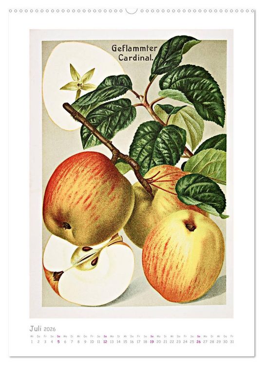 Produktbild: &Auml;pfel/Appels. Alte ostfriesische Sorten (hochwertiger Premium Wandkalender 2026 DIN A2 hoch), Kunstdruck in Hochglanz