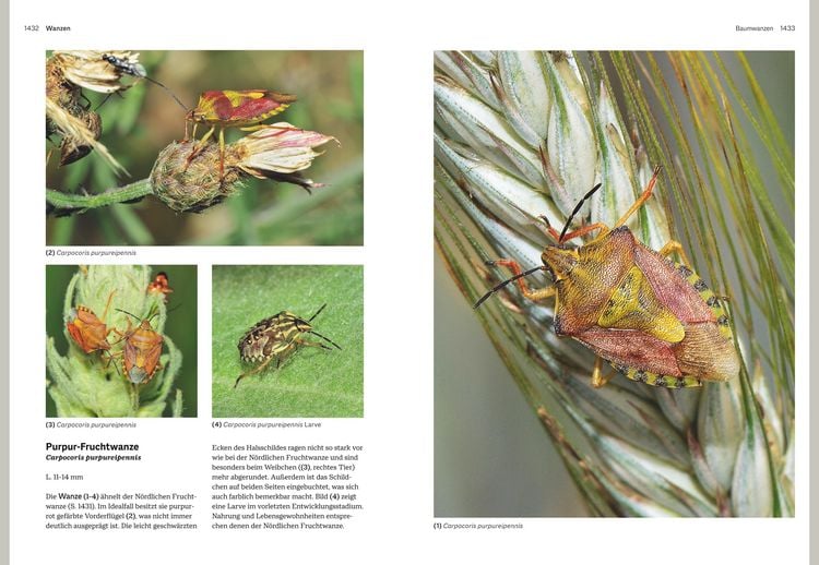 Produktbild: Das gro&szlig;e BLV Handbuch Insekten