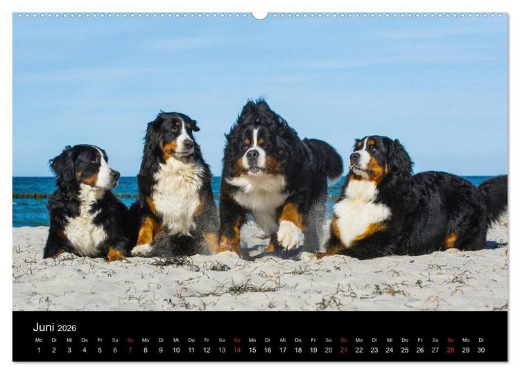 Produktbild: Treuer Freund Berner Sennenhund (Wandkalender 2026 DIN A2 quer), CALVENDO Monatskalender